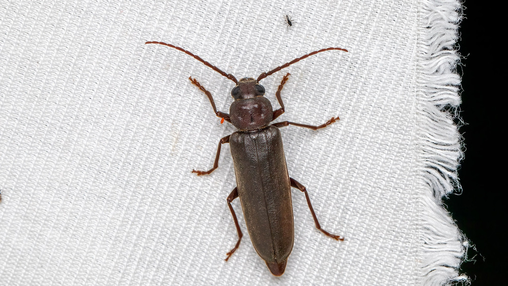 Cerambycidae Arhopalus rusticus