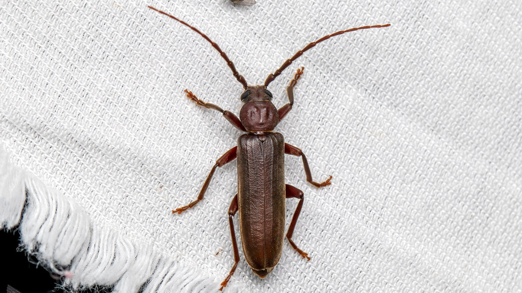Cerambycidae Arhopalus rusticus