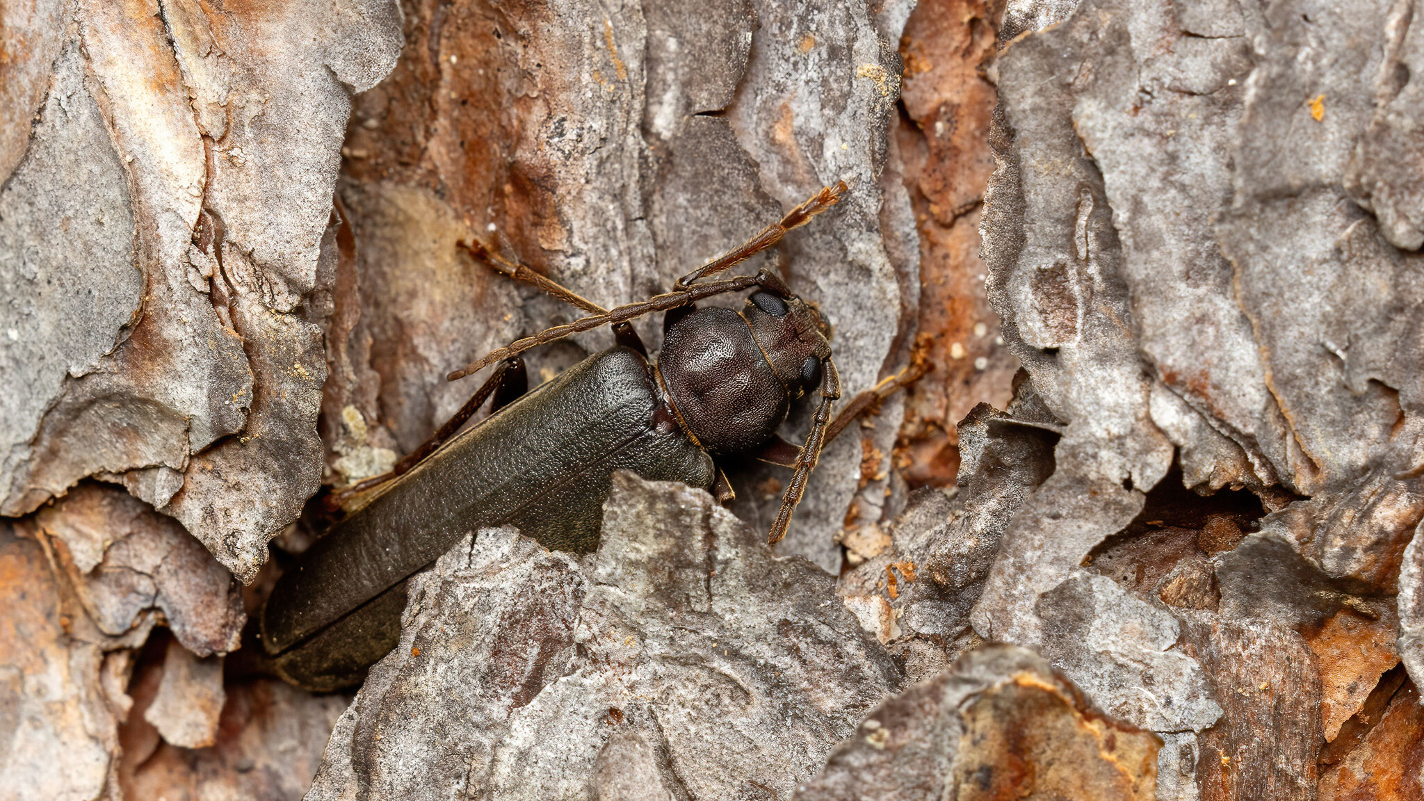 Cerambycidae Arhopalus rusticus