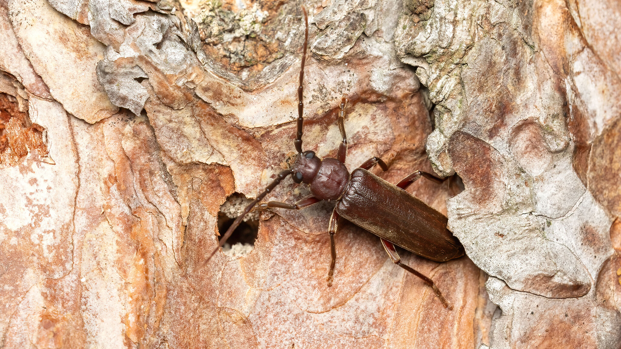 Cerambycidae Arhopalus rusticus