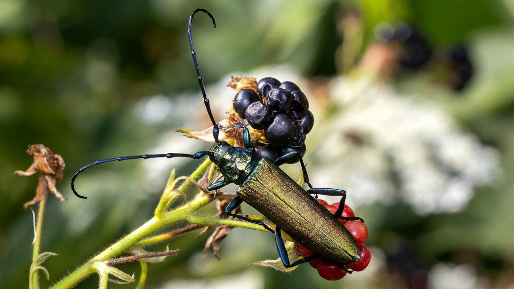 Cerambycidae Aromia moschata