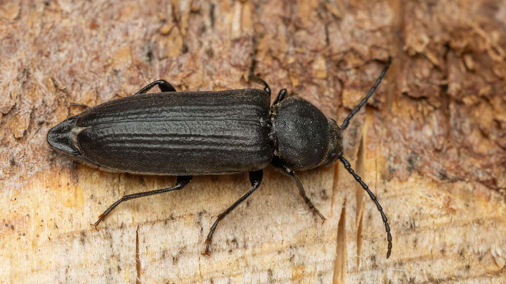 Cerambycidae Asemum striatum