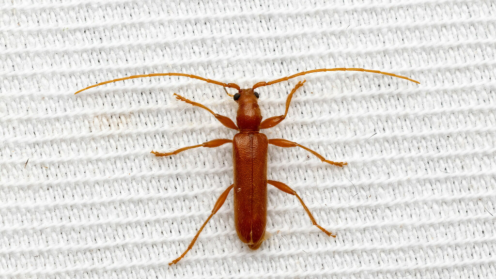 Cerambycidae Axinopalpis gracilis