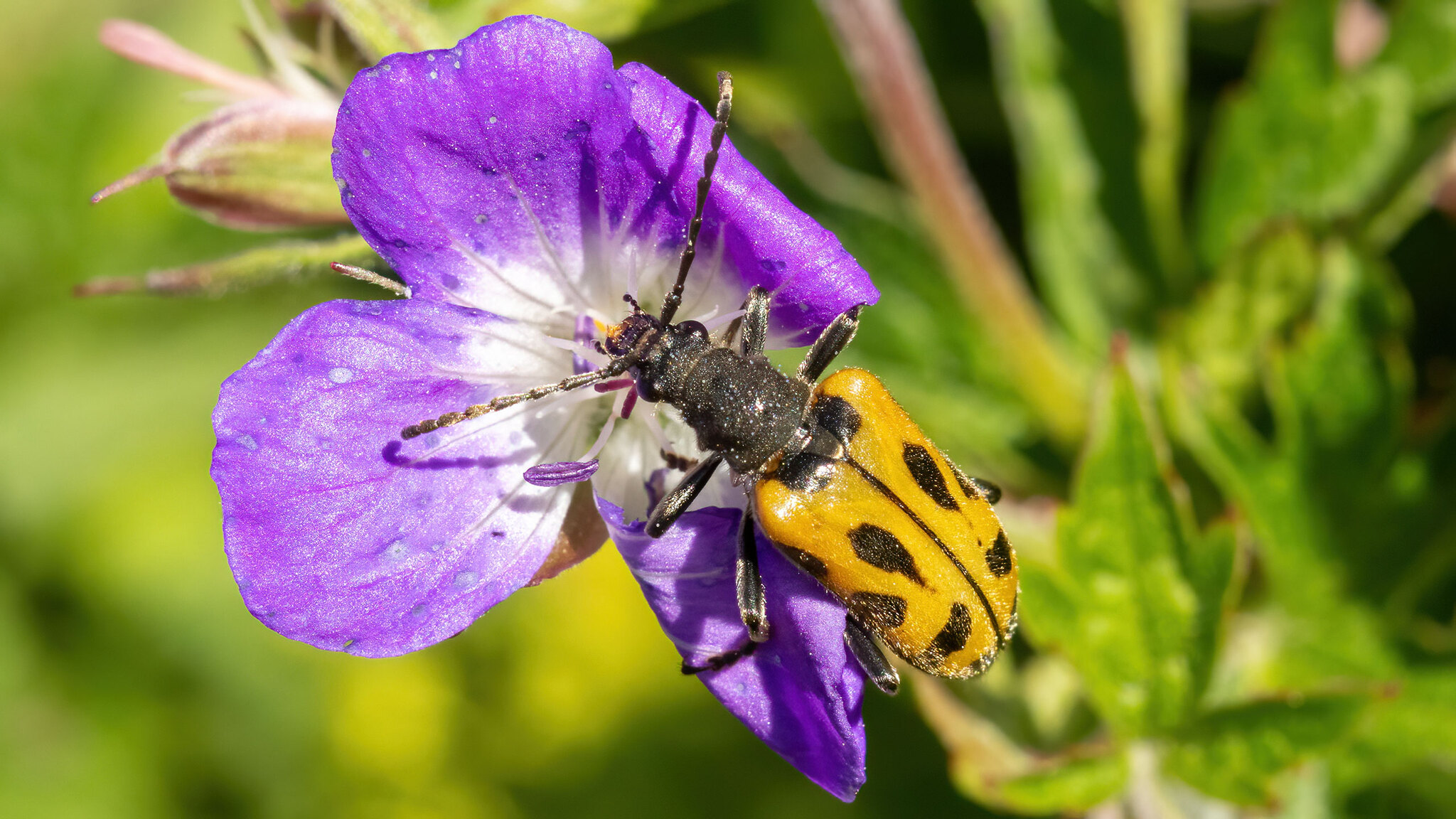 Cerambycidae Brachyta interrogationis