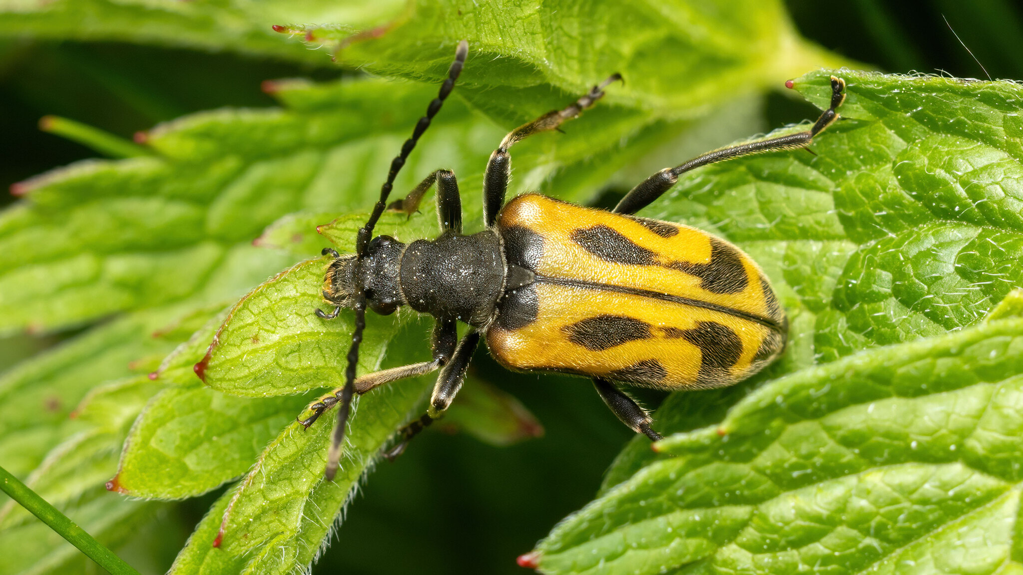 Cerambycidae Brachyta interrogationis
