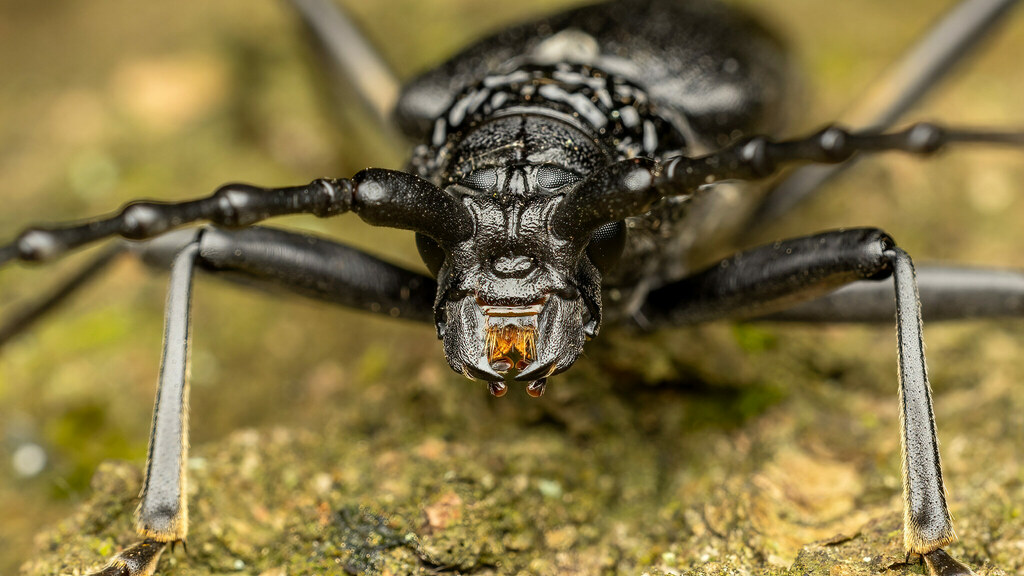 Cerambycidae Cerambyx cerdo