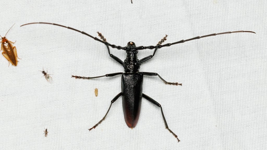 Cerambyx cerdo