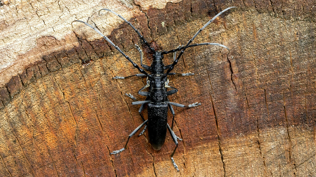 Cerambycidae Cerambyx scopolii