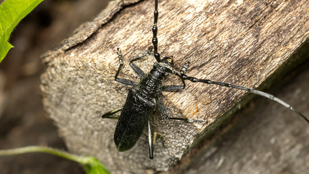 Cerambycidae Cerambyx scopolii