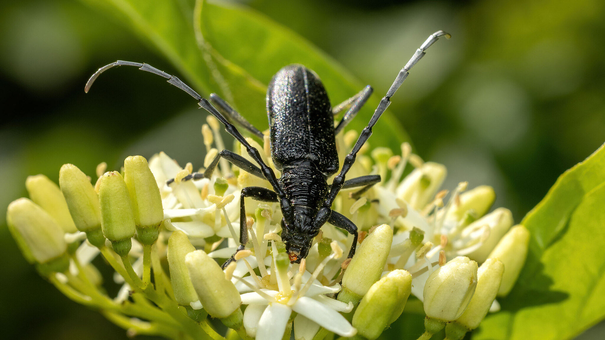 Cerambycidae Cerambyx scopolii