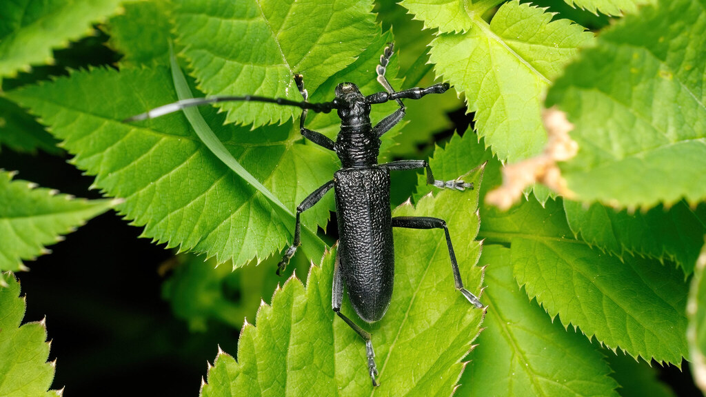 Cerambycidae Cerambyx scopolii