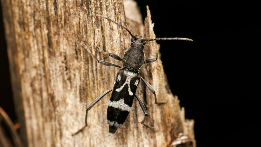 Cerambycidae Chlorophorus figuratus