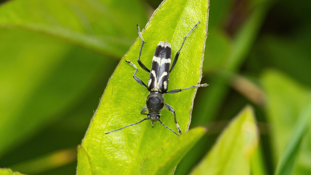 Cerambycidae Chlorophorus figuratus
