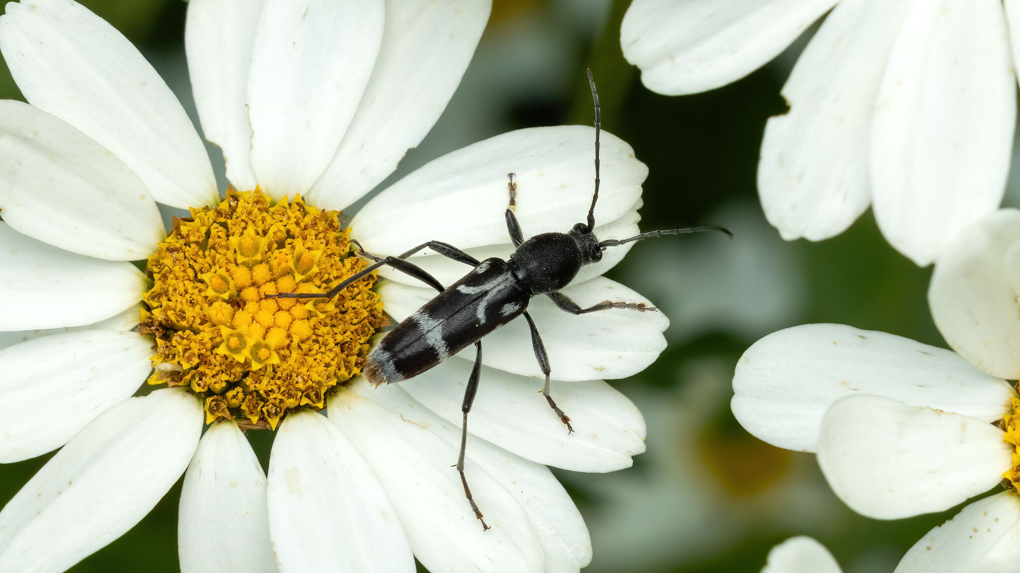 Cerambycidae Chlorophorus figuratus