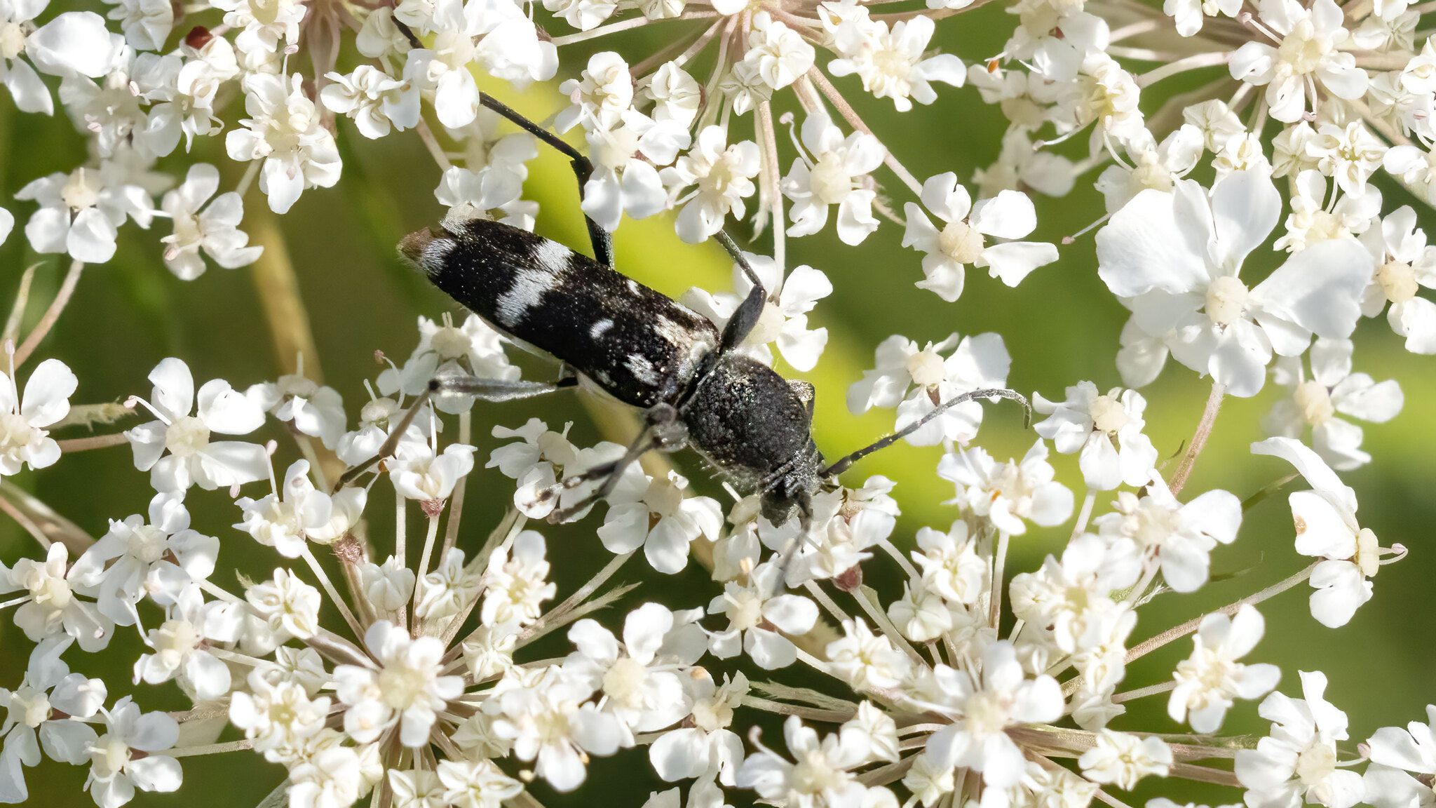 Cerambycidae Chlorophorus figuratus
