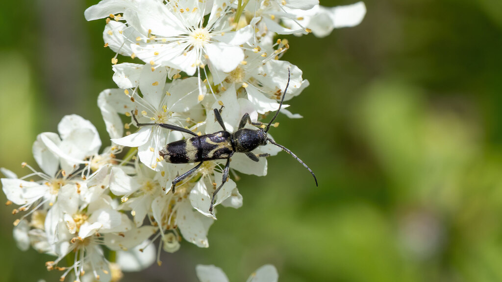 Cerambycidae Chlorophorus figuratus