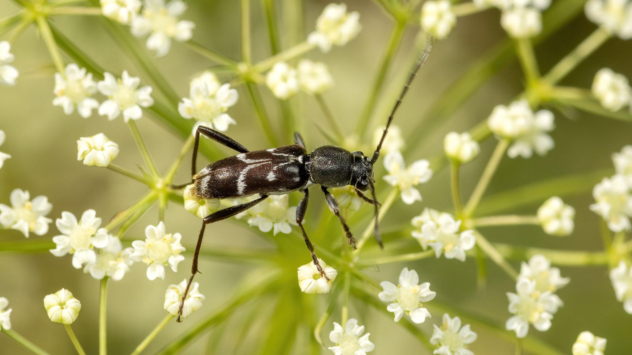 Cerambycidae Chlorophorus sartor