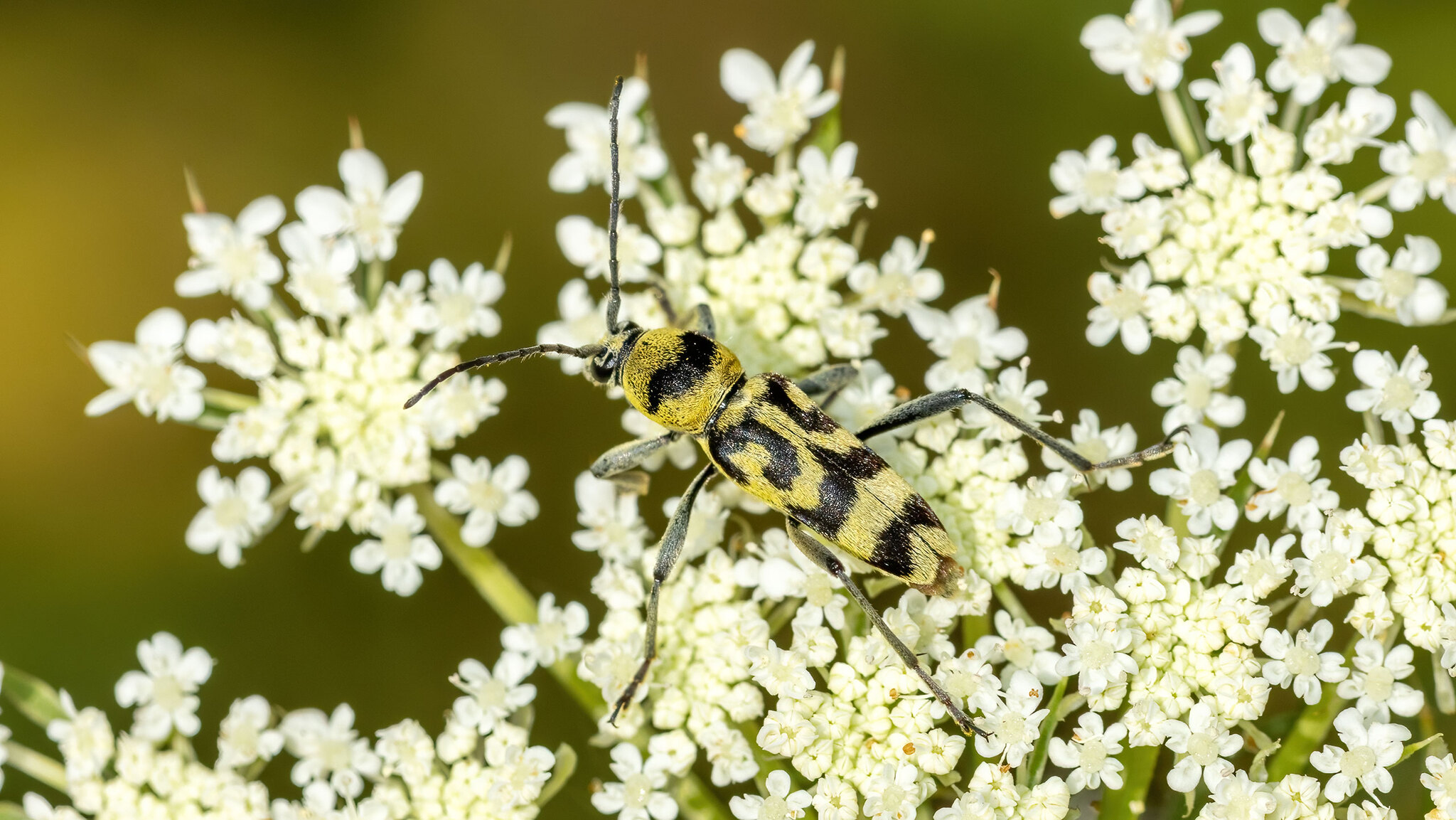 Cerambycidae Chlorophorus varius