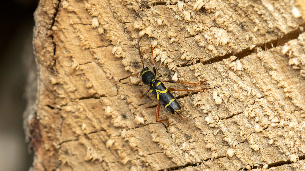 Cerambycidae Clytus arietis