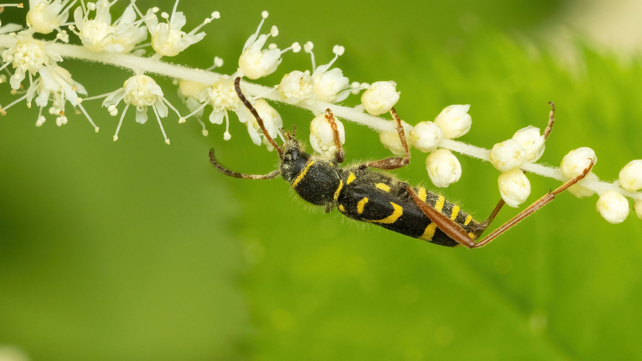 Cerambycidae Clytus arietis