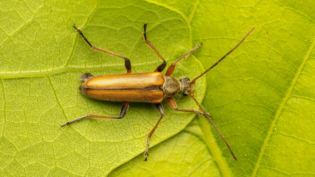 Cerambycidae Cortodera humeralis