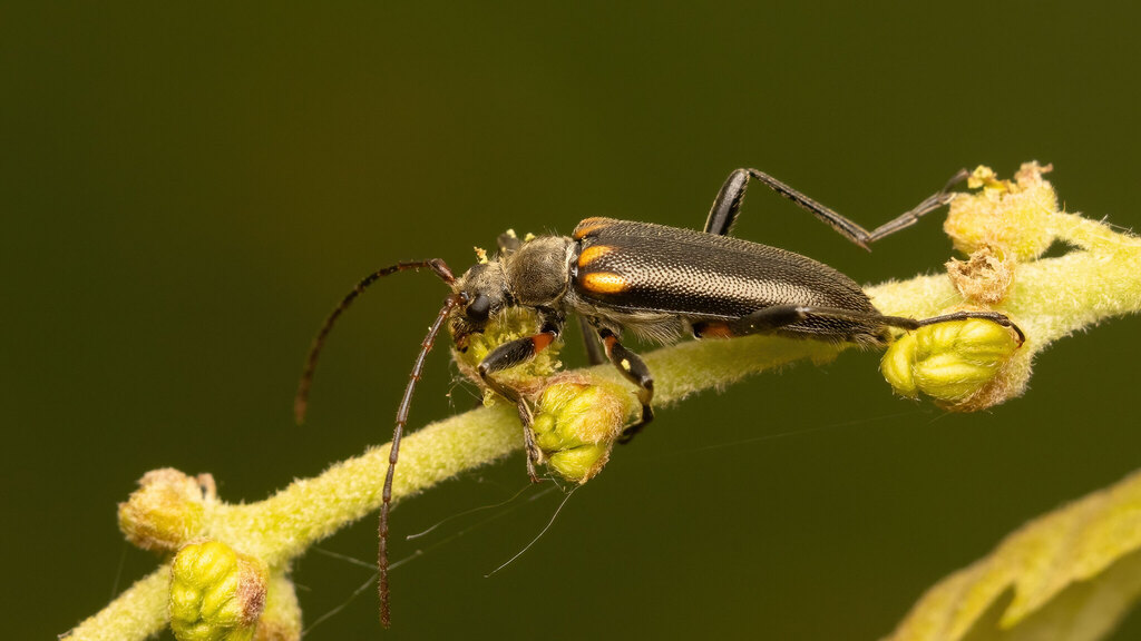 Cerambycidae Cortodera humeralis