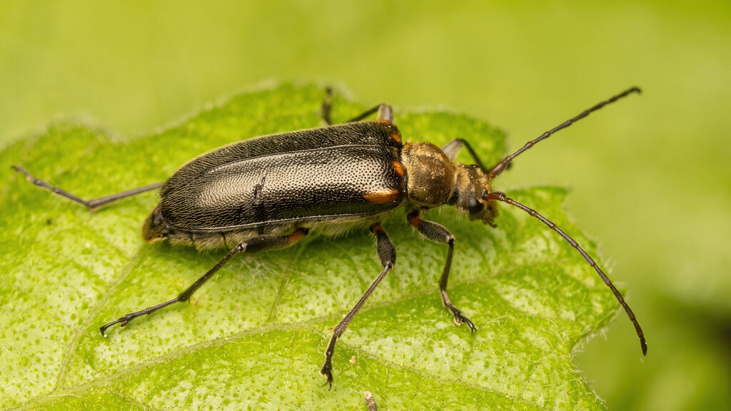Cerambycidae Cortodera humeralis