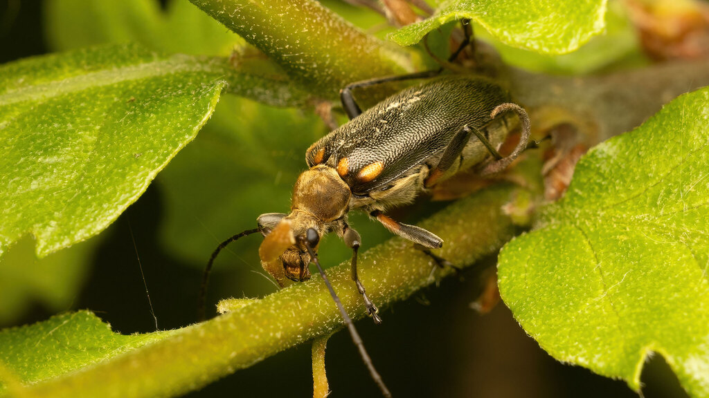 Cerambycidae Cortodera humeralis