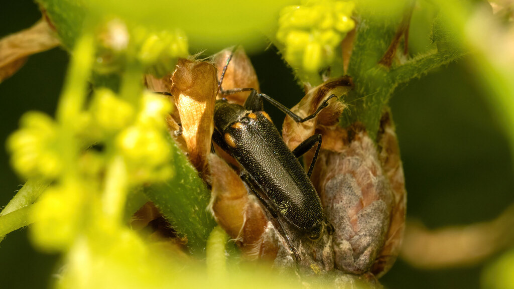 Cerambycidae Cortodera humeralis