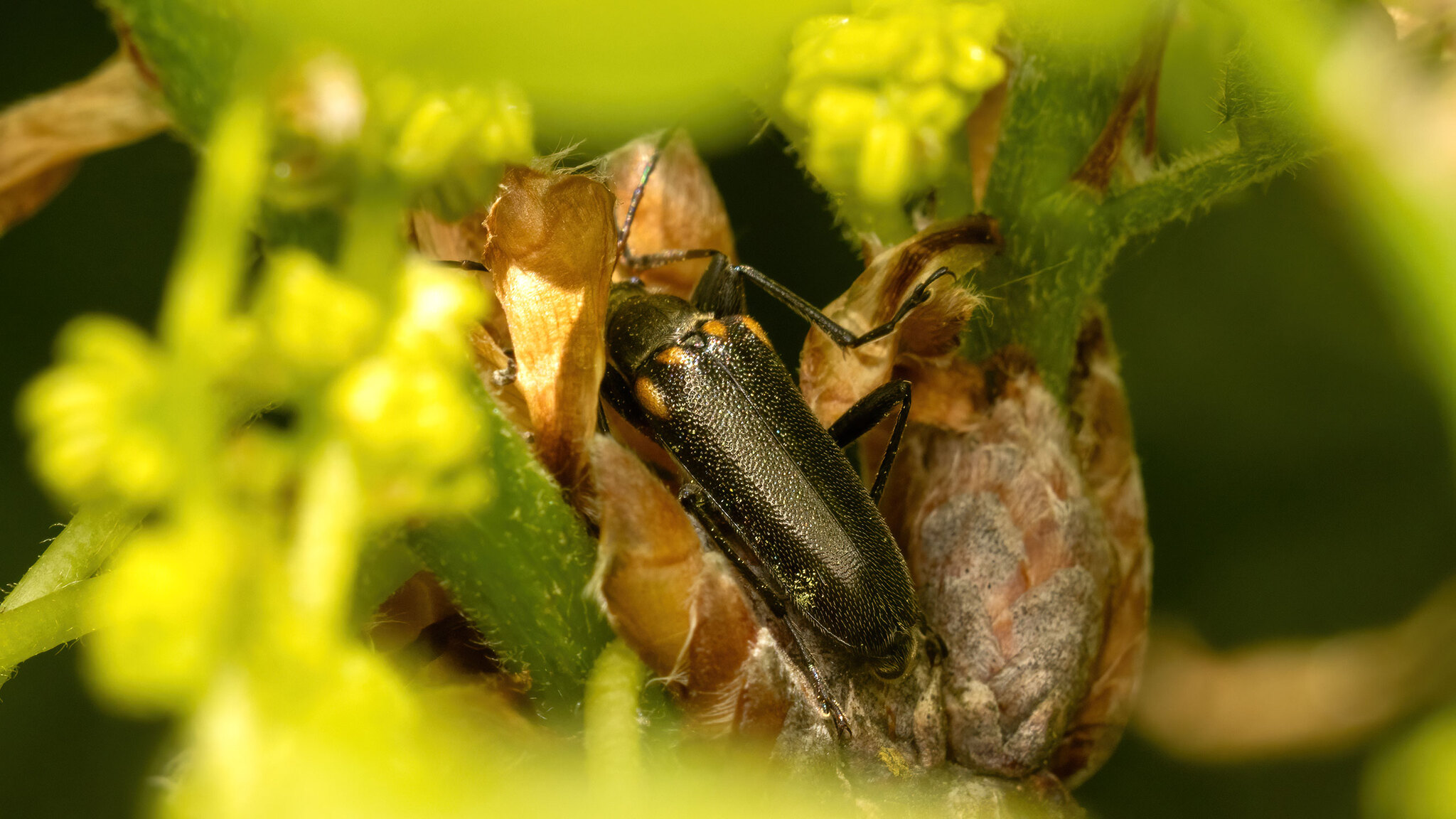 Cerambycidae Cortodera humeralis