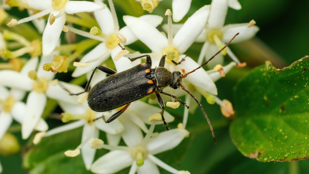 Cerambycidae Cortodera humeralis