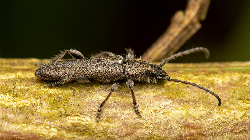 Cerambycidae Deilus fugax