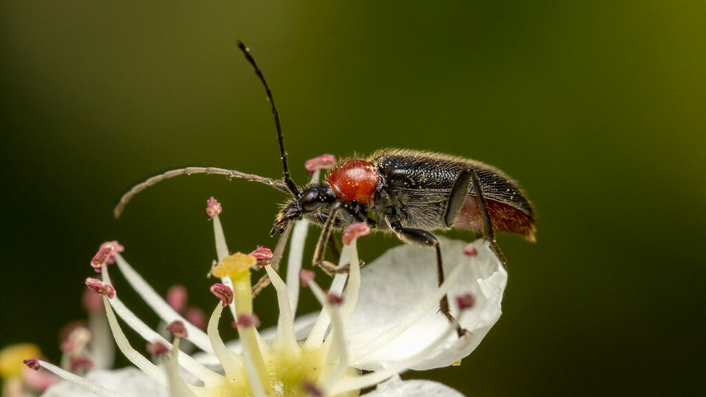 Cerambycidae Dinoptera collaris