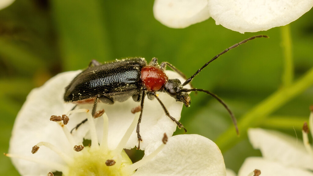 Cerambycidae Dinoptera collaris