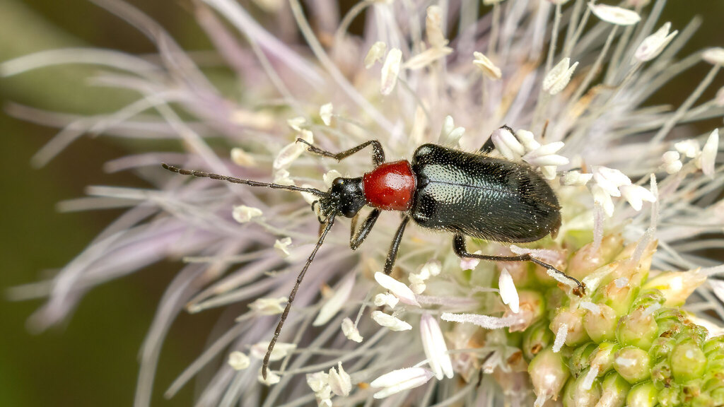 Cerambycidae Dinoptera collaris