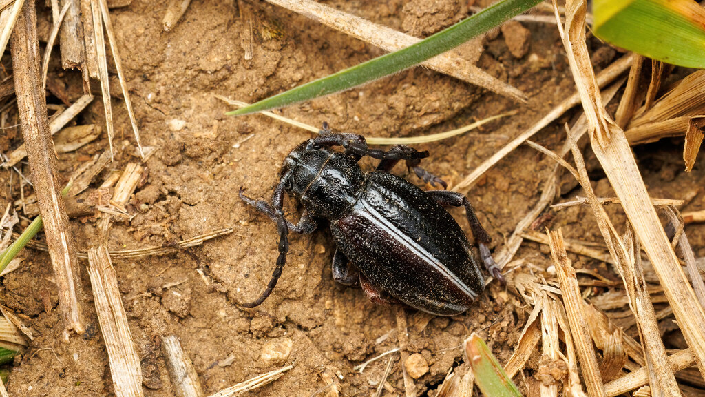 Cerambycidae Dorcadion