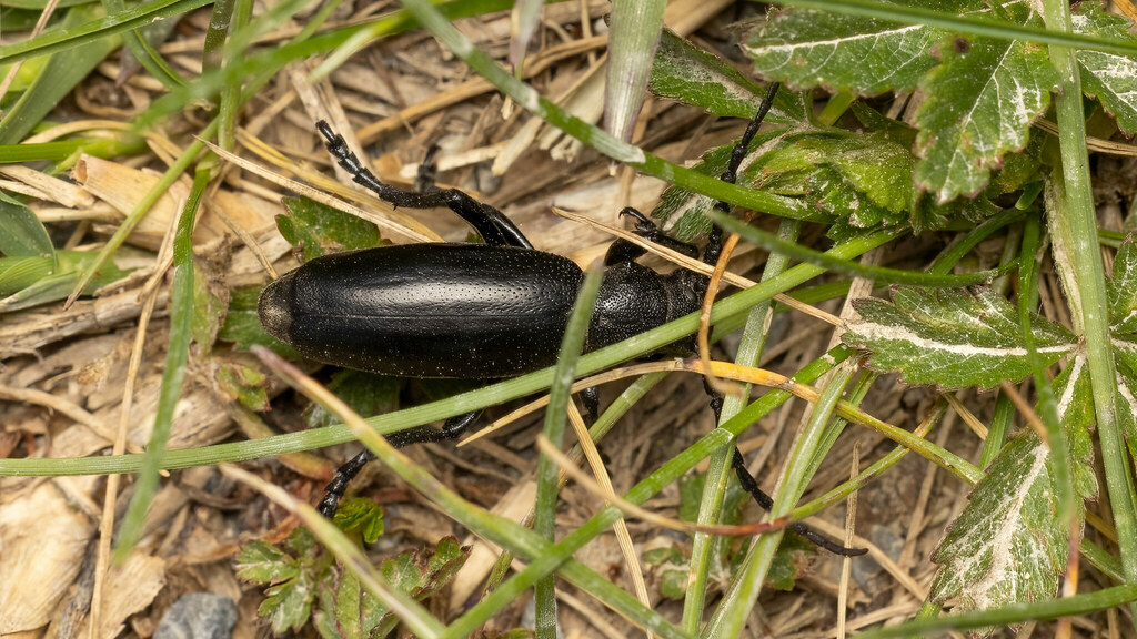 Cerambycidae Dorcadion aethiops