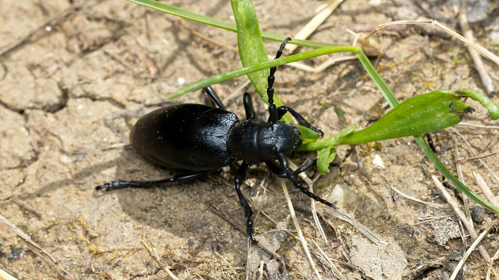 Cerambycidae Dorcadion aethiops