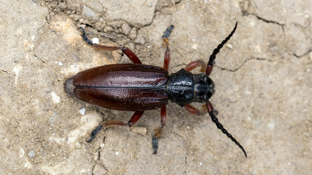 Cerambycidae Dorcadion fulvum