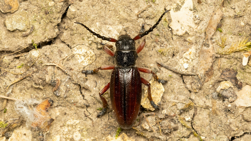 Cerambycidae Dorcadion fulvum