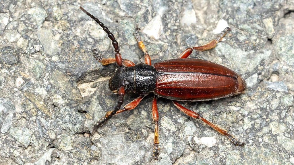 Cerambycidae Dorcadion fulvum