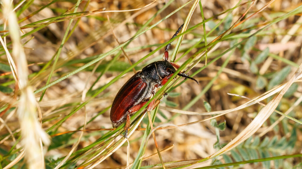 Cerambycidae Dorcadion fulvum