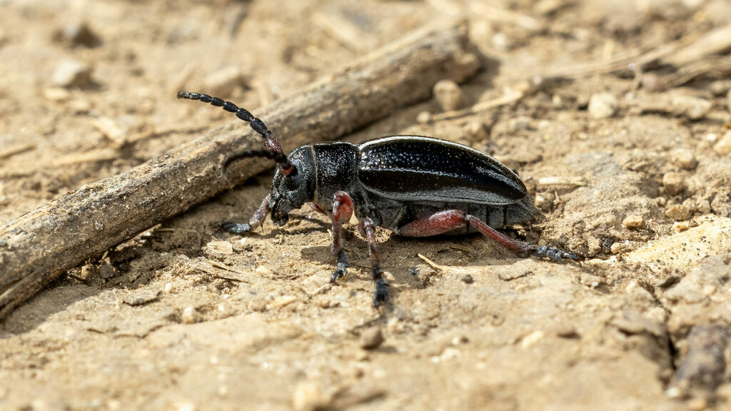 Cerambycidae Dorcadion pedestre