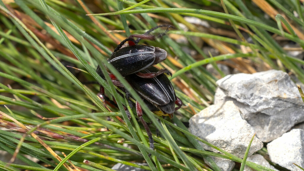 Cerambycidae Dorcadion pedestre