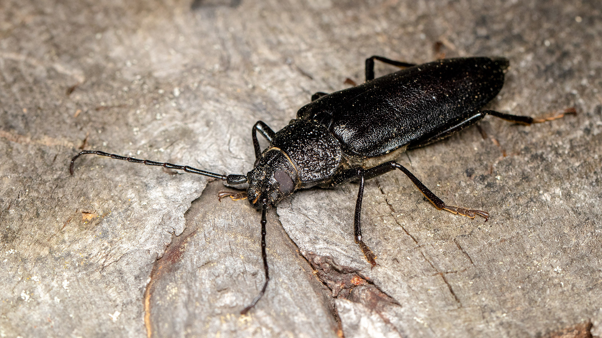 Cerambycidae Ergates faber