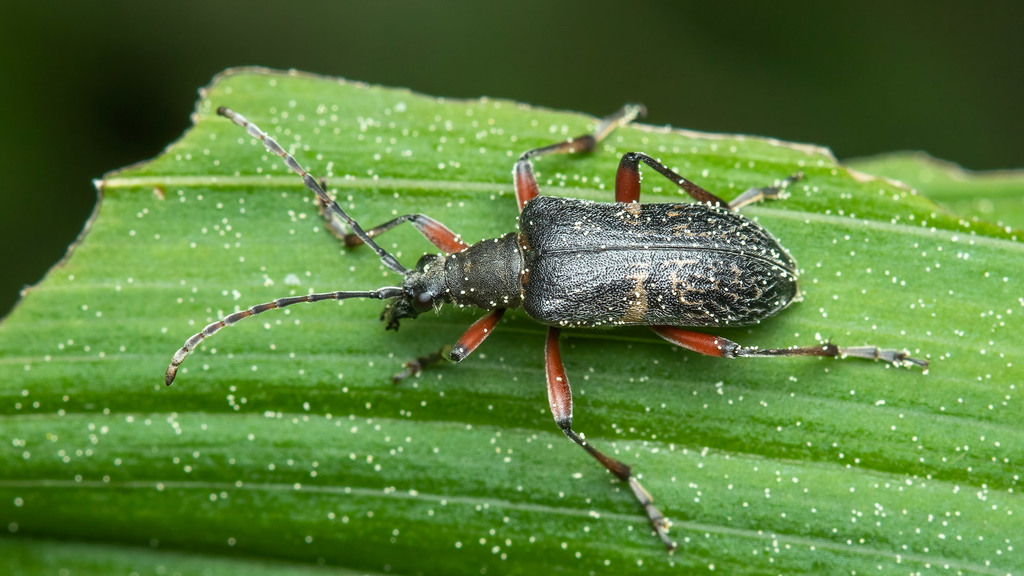 Cerambycidae Evodinus clathratus