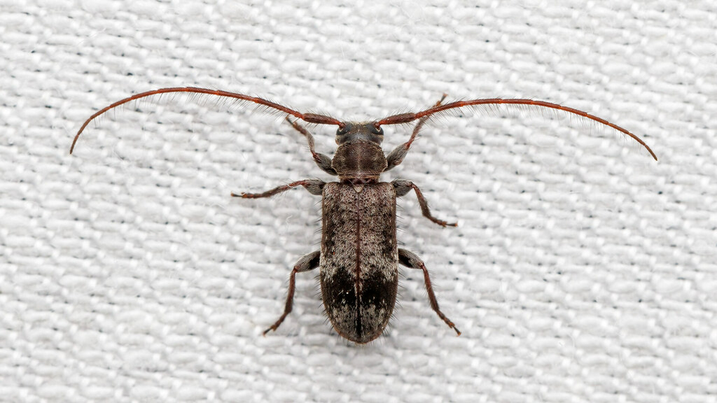 Cerambycidae Exocentrus adspersus