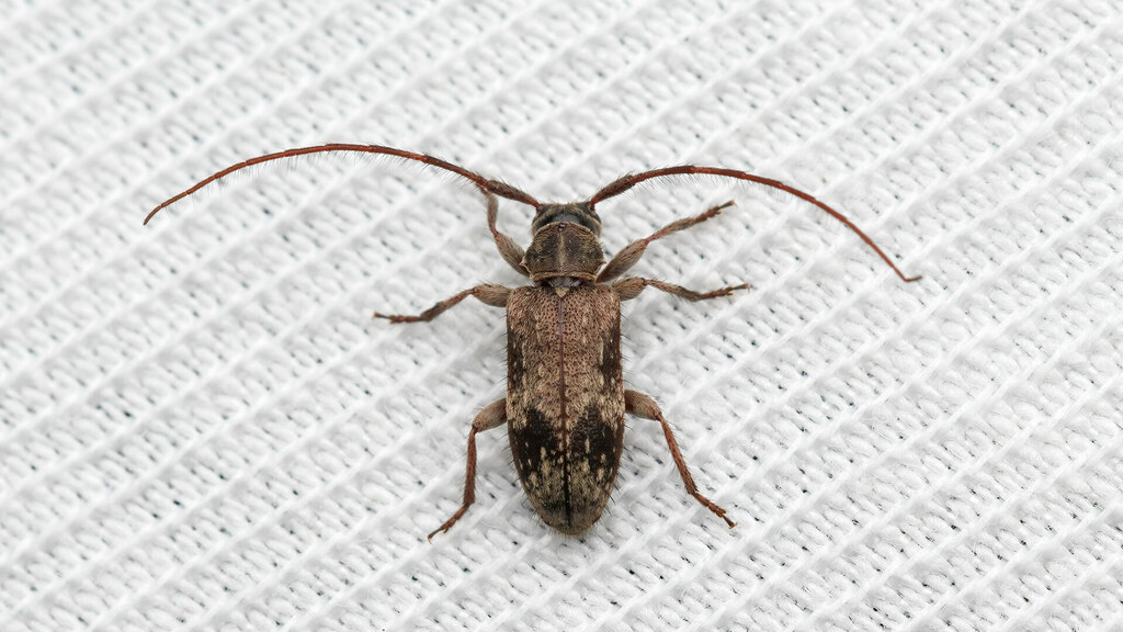 Cerambycidae Exocentrus adspersus