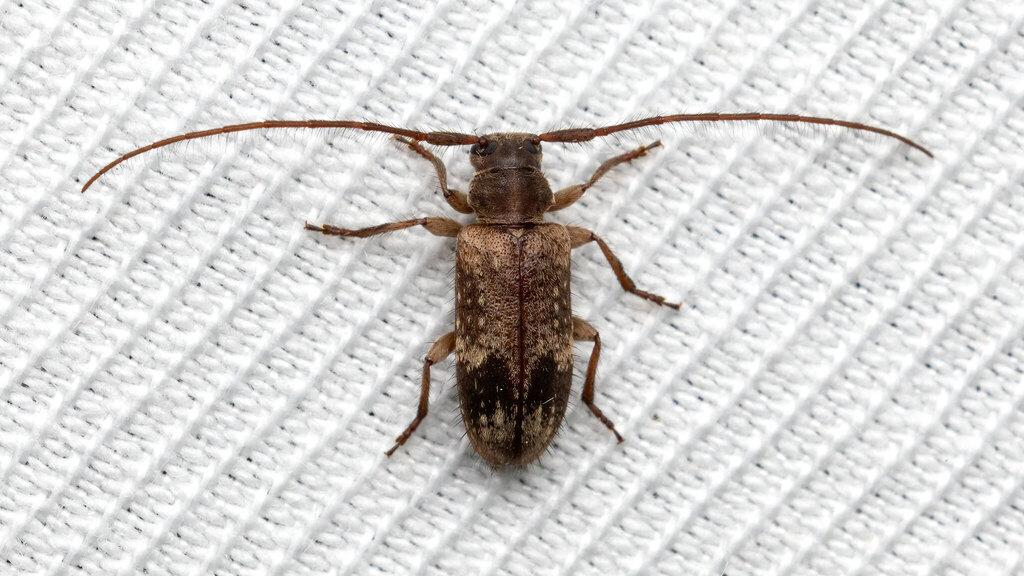 Cerambycidae Exocentrus adspersus
