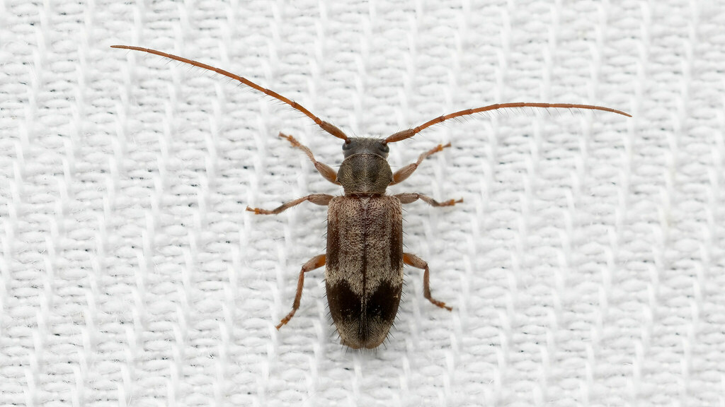 Cerambycidae Exocentrus lusitanus